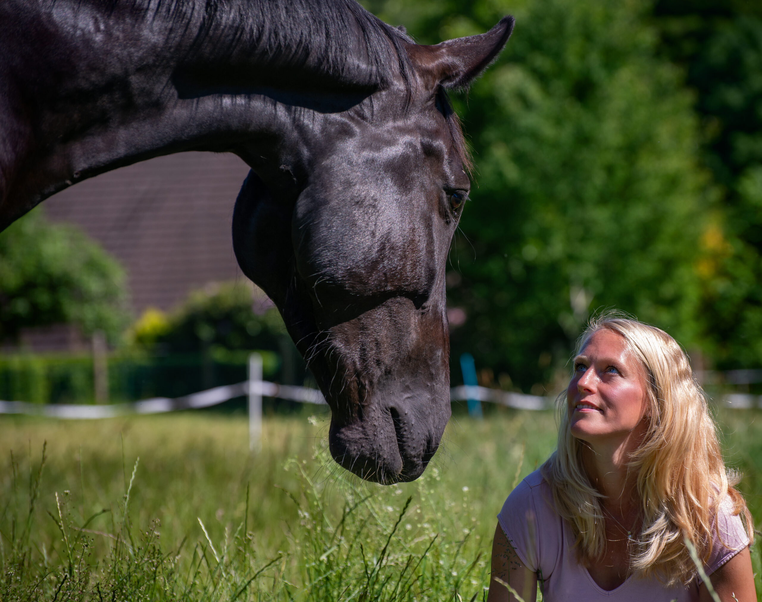 Merle mit Pferd